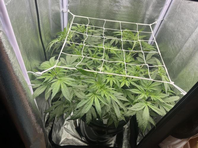 🌈Chocolate Rainbow xxl🌈 old dwc. Week 6