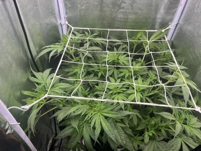 🌈Chocolate Rainbow xxl🌈 old dwc. Week 6