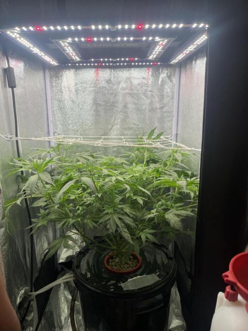 🌈Chocolate Rainbow xxl🌈 old dwc. Week 6