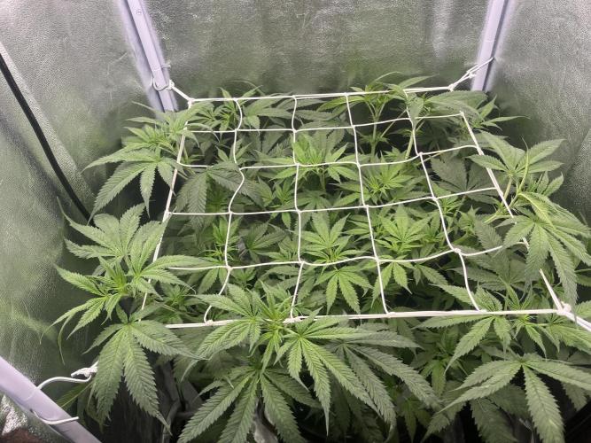 🌈Chocolate Rainbow xxl🌈 old dwc. Week 6
