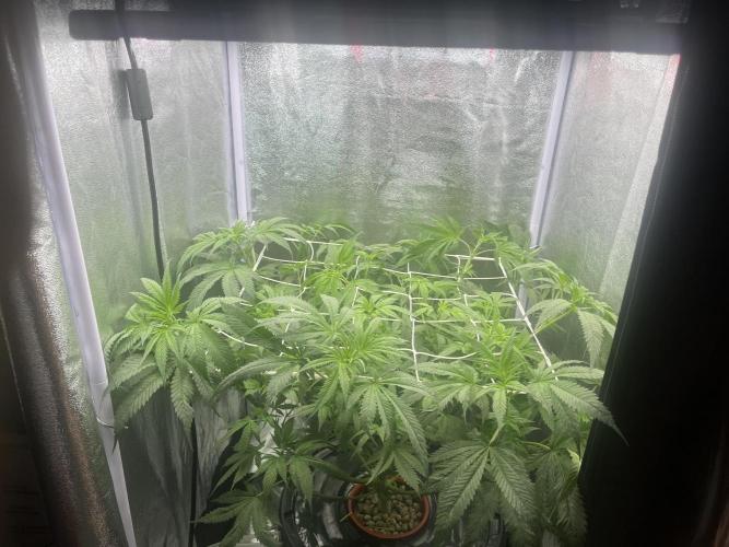 🌈Chocolate Rainbow xxl🌈 old dwc. Week 6