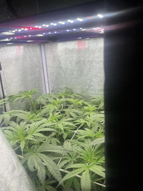 🌈Chocolate Rainbow xxl🌈 old dwc. Week 7