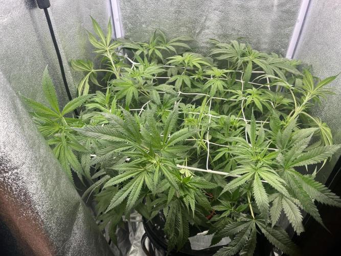 🌈Chocolate Rainbow xxl🌈 old dwc. Week 7