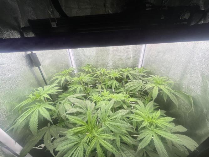 🌈Chocolate Rainbow xxl🌈 old dwc. Week 7