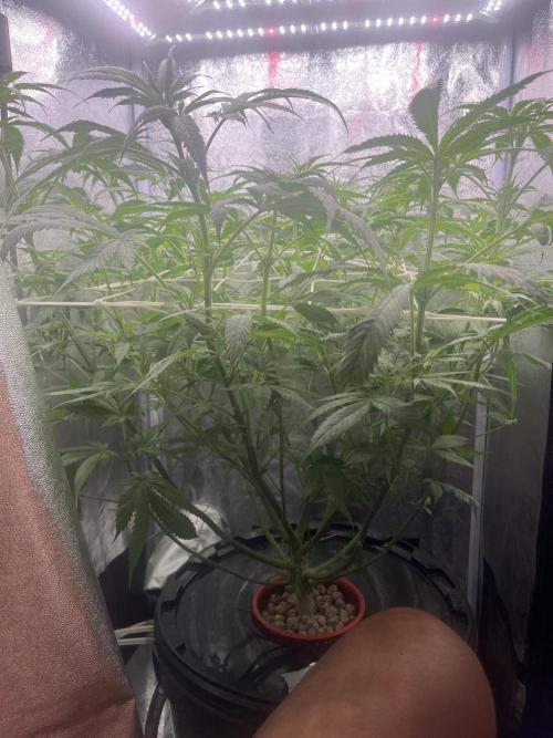🌈Chocolate Rainbow xxl🌈 old dwc. Week 7
