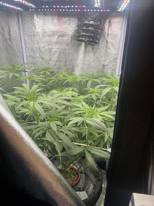 🌈Chocolate Rainbow xxl🌈 old dwc. Week 7
