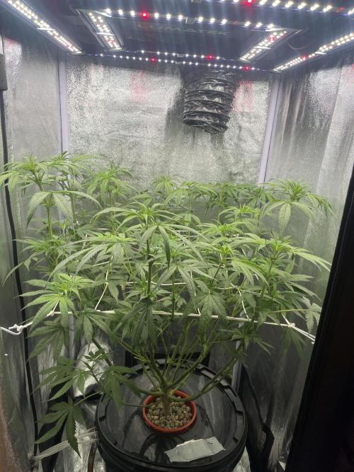 🌈Chocolate Rainbow xxl🌈 old dwc. Week 7