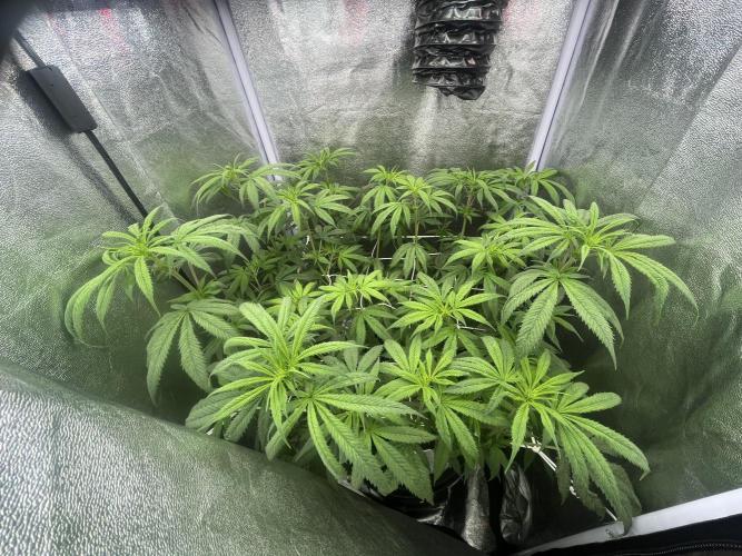 🌈Chocolate Rainbow xxl🌈 old dwc. Week 8