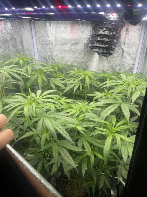 🌈Chocolate Rainbow xxl🌈 old dwc. Week 8