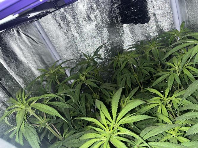🌈Chocolate Rainbow xxl🌈 old dwc. Week 8