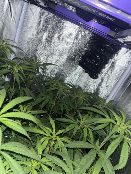 🌈Chocolate Rainbow xxl🌈 old dwc. Week 8