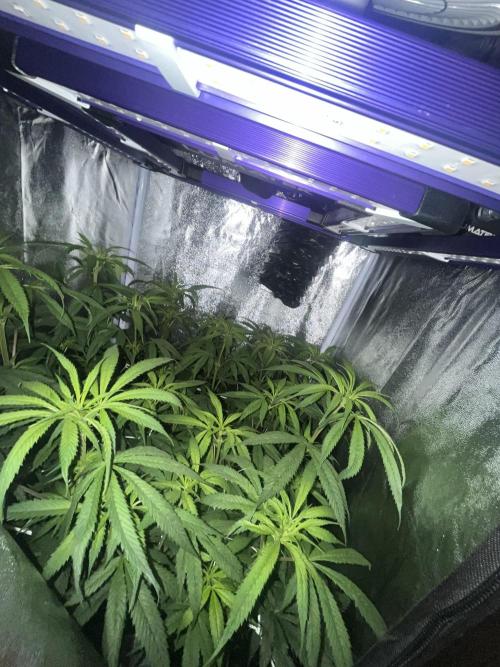 🌈Chocolate Rainbow xxl🌈 old dwc. Week 8
