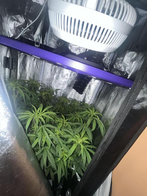 🌈Chocolate Rainbow xxl🌈 old dwc. Week 8