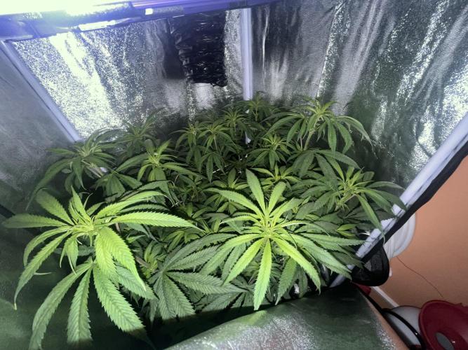 🌈Chocolate Rainbow xxl🌈 old dwc. Week 8