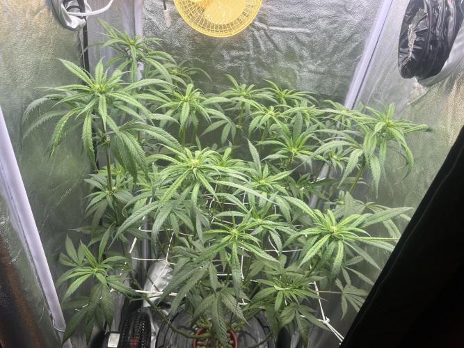 🌈Chocolate Rainbow xxl🌈 old dwc. Week 8