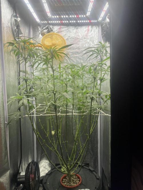 🌈Chocolate Rainbow xxl🌈 old dwc. Week 9