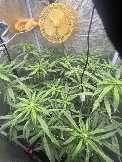 🌈Chocolate Rainbow xxl🌈 old dwc. Week 9