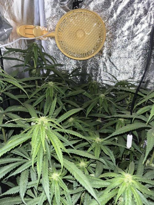 🌈Chocolate Rainbow xxl🌈 old dwc. Week 9