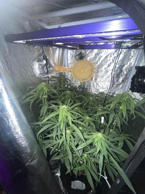 🌈Chocolate Rainbow xxl🌈 old dwc. Week 9