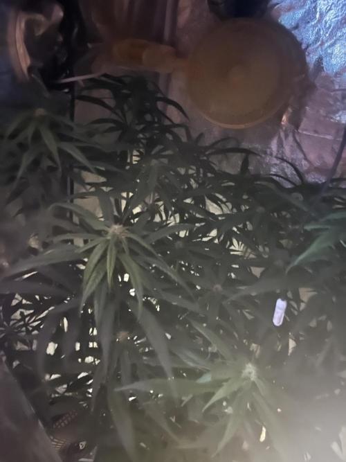 🌈Chocolate Rainbow xxl🌈 old dwc. Week 9