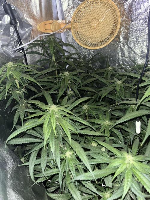🌈Chocolate Rainbow xxl🌈 old dwc. Week 9