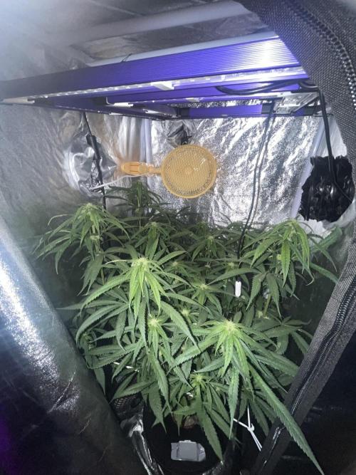 🌈Chocolate Rainbow xxl🌈 old dwc. Week 9