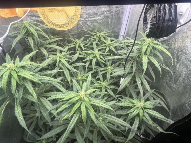 🌈Chocolate Rainbow xxl🌈 old dwc. Week 10