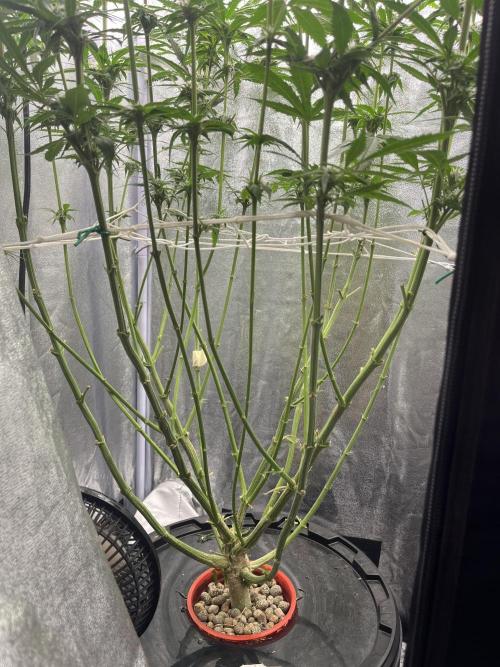 🌈Chocolate Rainbow xxl🌈 old dwc. Week 10