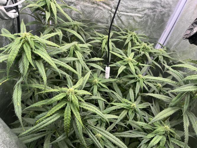 🌈Chocolate Rainbow xxl🌈 old dwc. Week 10