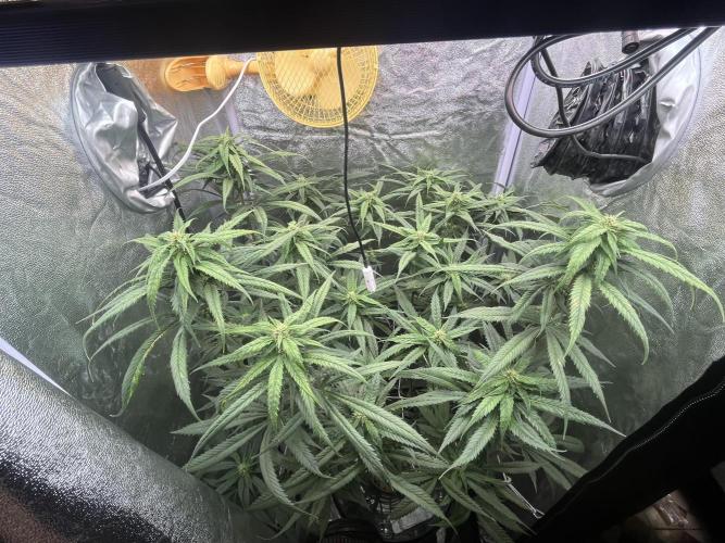 🌈Chocolate Rainbow xxl🌈 old dwc. Week 10