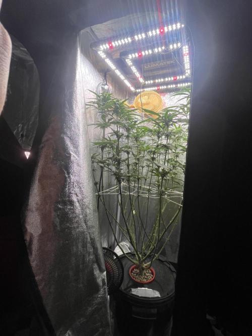 🌈Chocolate Rainbow xxl🌈 old dwc. Week 10