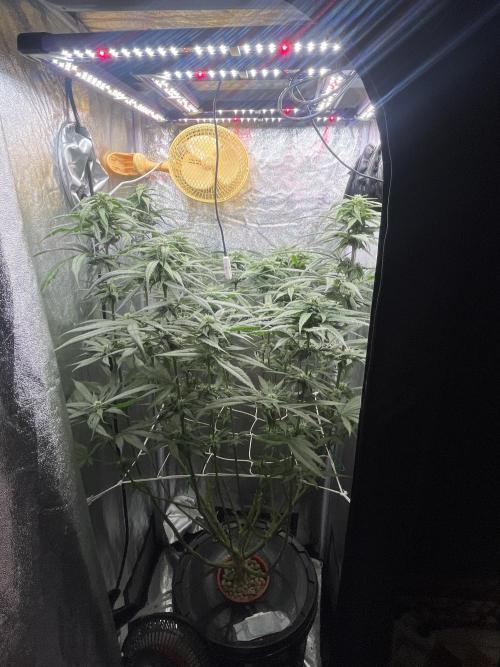 🌈Chocolate Rainbow xxl🌈 old dwc. Week 10