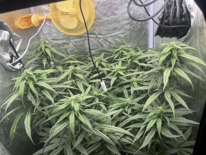 🌈Chocolate Rainbow xxl🌈 old dwc. Week 10