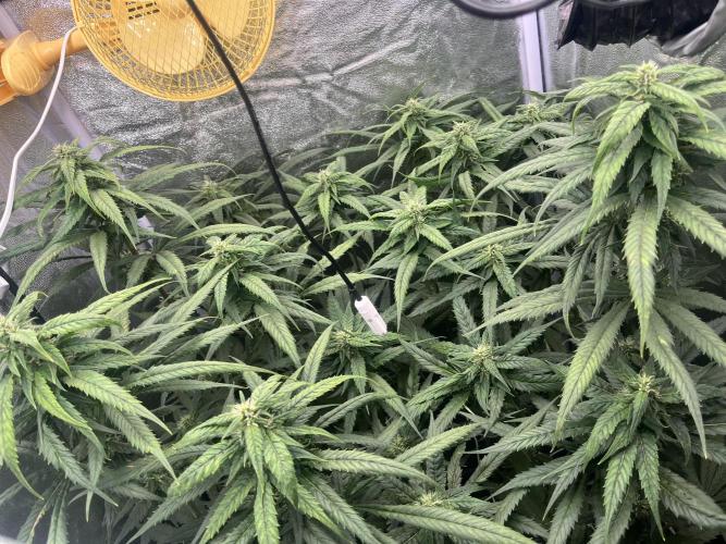 🌈Chocolate Rainbow xxl🌈 old dwc. Week 11