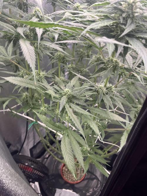 🌈Chocolate Rainbow xxl🌈 old dwc. Week 11