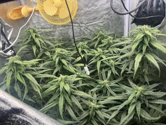 🌈Chocolate Rainbow xxl🌈 old dwc. Week 11