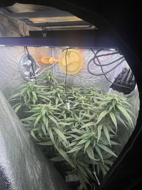 🌈Chocolate Rainbow xxl🌈 old dwc. Week 11