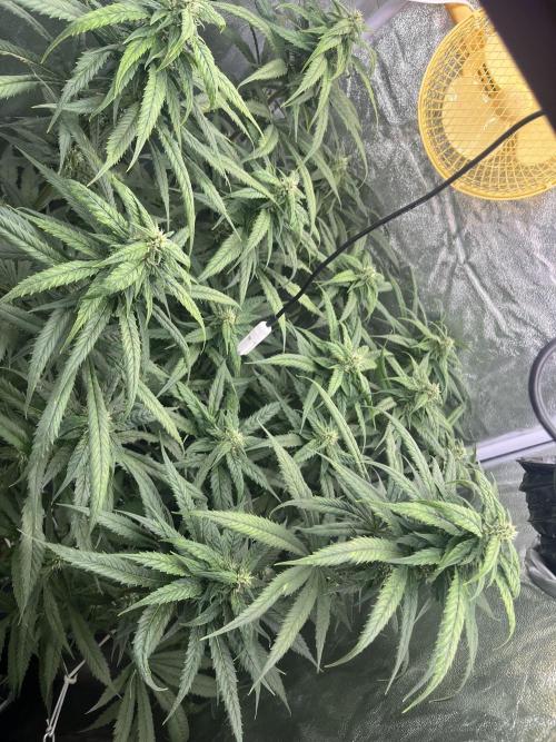 🌈Chocolate Rainbow xxl🌈 old dwc. Week 11