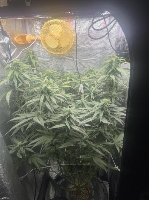 🌈Chocolate Rainbow xxl🌈 old dwc. Week 11