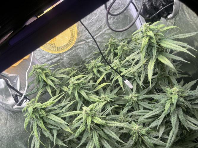 🌈Chocolate Rainbow xxl🌈 old dwc. Week 11