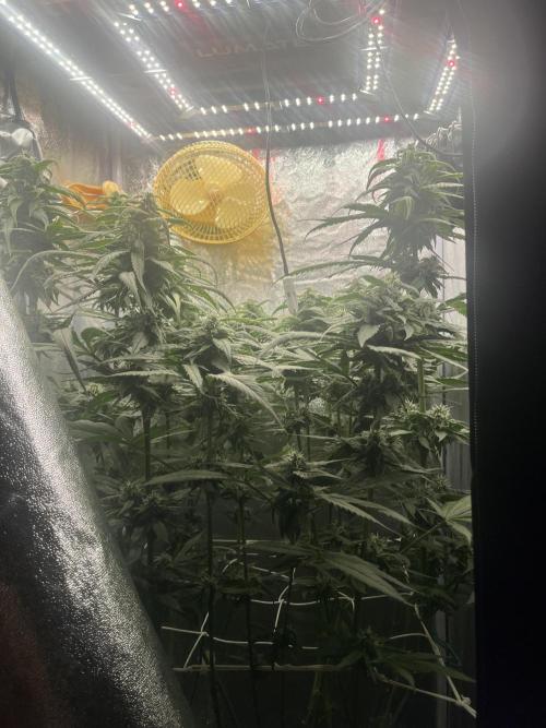 🌈Chocolate Rainbow xxl🌈 old dwc. Week 12