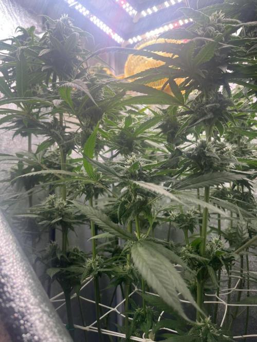 🌈Chocolate Rainbow xxl🌈 old dwc. Week 12