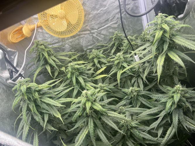 🌈Chocolate Rainbow xxl🌈 old dwc. Week 12