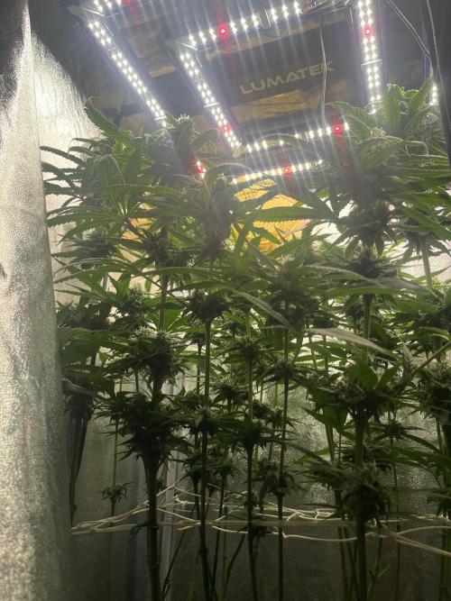 🌈Chocolate Rainbow xxl🌈 old dwc. Week 12