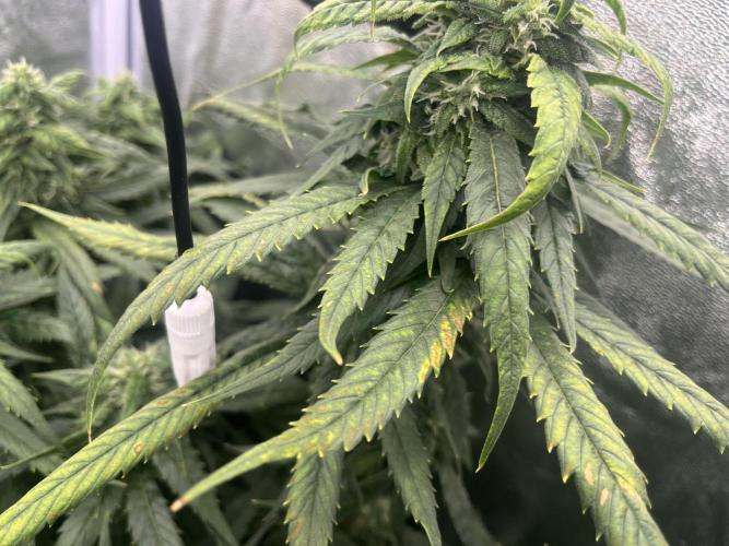🌈Chocolate Rainbow xxl🌈 old dwc. Week 12