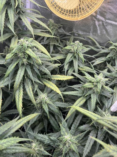 🌈Chocolate Rainbow xxl🌈 old dwc. Week 12