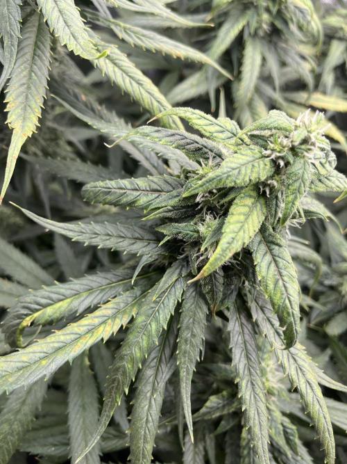 🌈Chocolate Rainbow xxl🌈 old dwc. Week 12