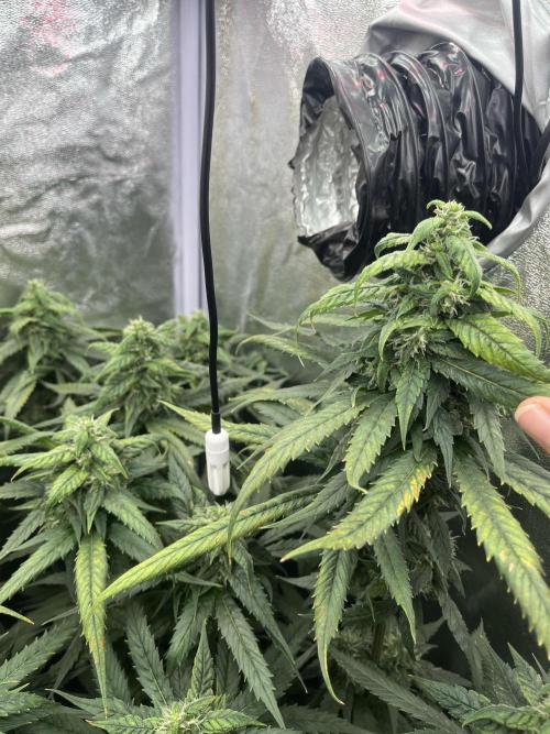 🌈Chocolate Rainbow xxl🌈 old dwc. Week 12