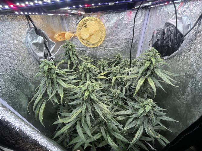 🌈Chocolate Rainbow xxl🌈 old dwc. Week 12