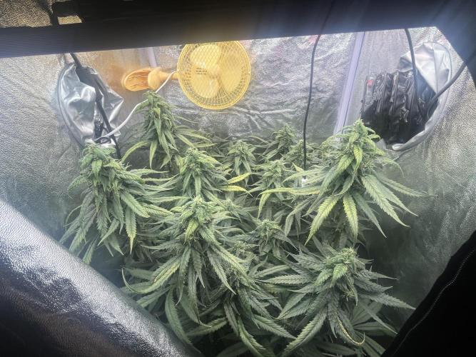 🌈Chocolate Rainbow xxl🌈 old dwc. Week 12